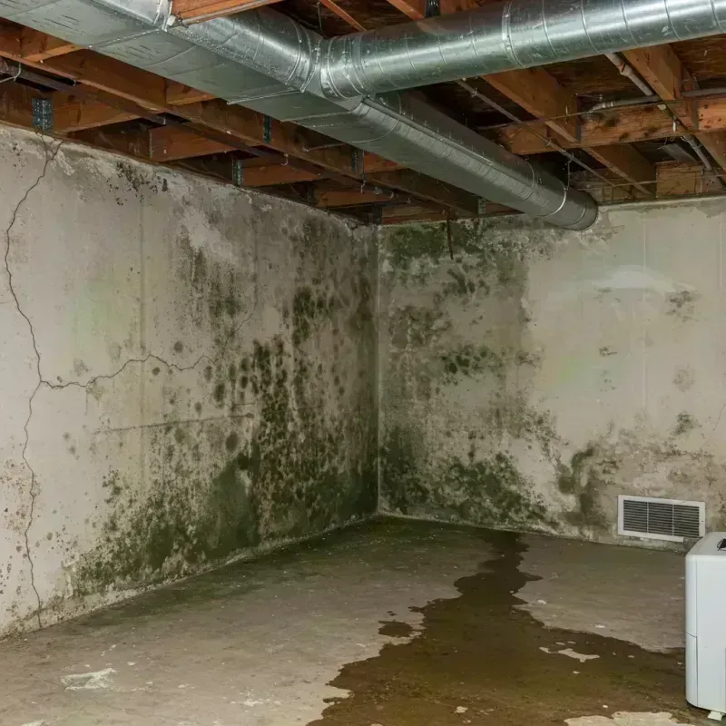 Professional Mold Removal in Leslie County, KY